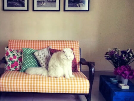 The cat that launched a post